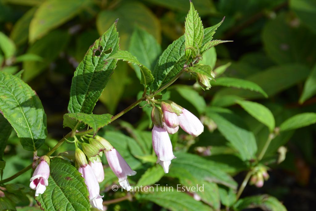 Chelonopsis moschata