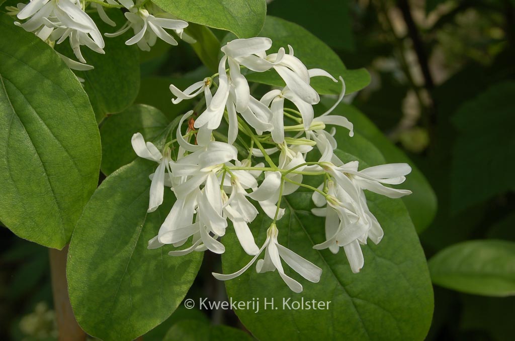 Chionanthus retusus ‚Botanica’s Beauty‘