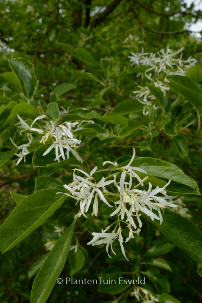 Chionanthus retusus
