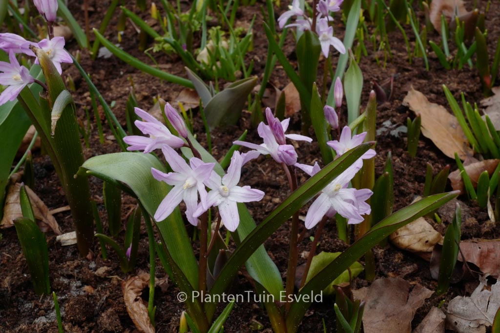 Chionodoxa ‚Pink Giant‘
