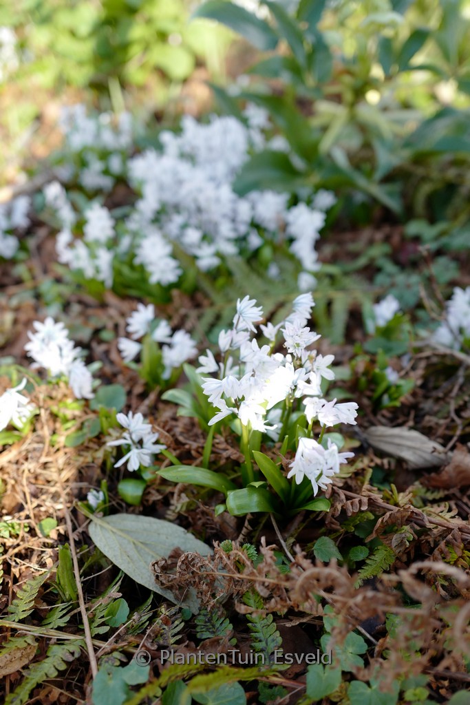 Chionodoxa luciliae ‚Alba‘