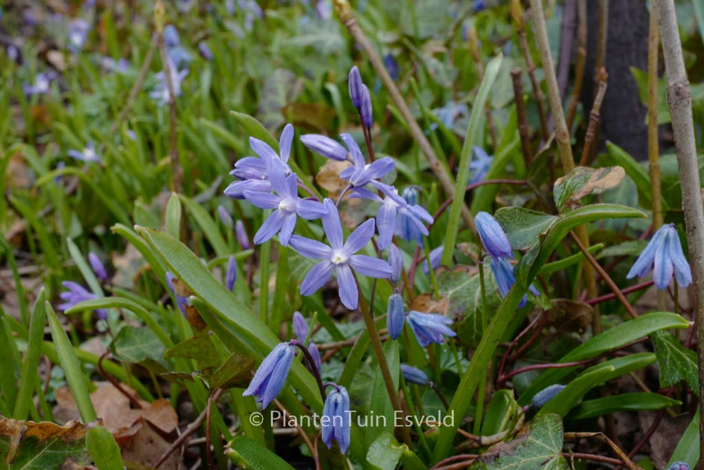 Chionodoxa sardensis