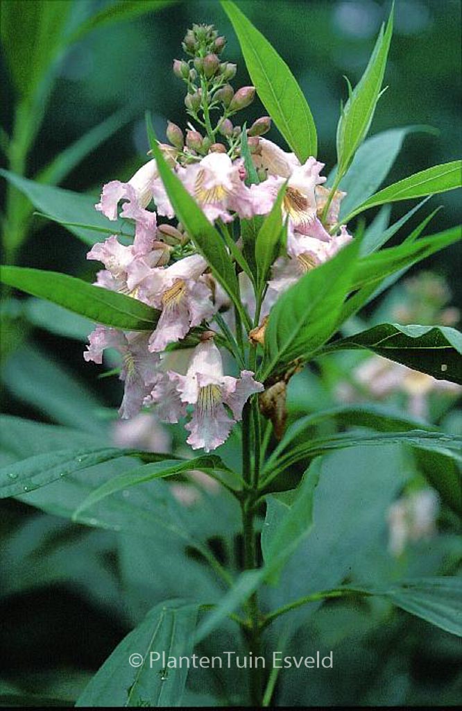 Chitalpa tashkentensis ‚Minsum‘ (SUMMERBELLS)