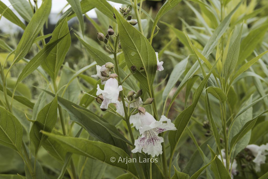 Chitalpa tashkentensis ‚Morning Cloud‘