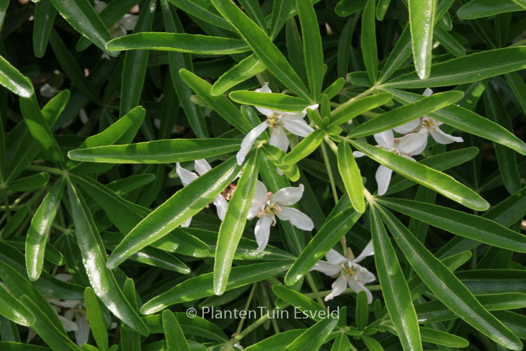 Choisya ‚Aztec Pearl‘