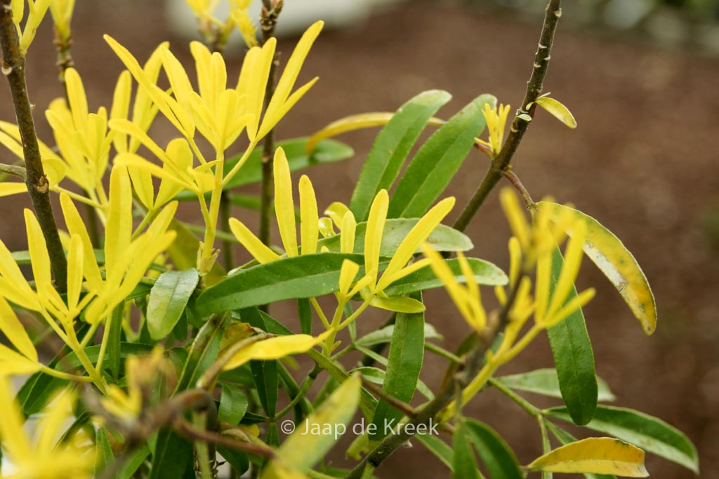 Choisya ‚Hilgold‘ (AZTEC GOLD)