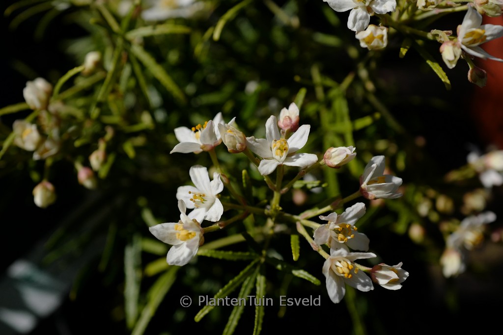 Choisya ‚Pmoore06‘ (ROYAL LACE)