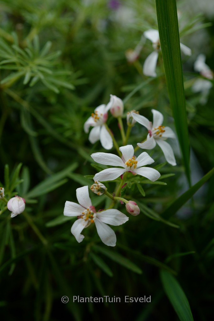 Choisya dewitteana ‚Little Bee‘