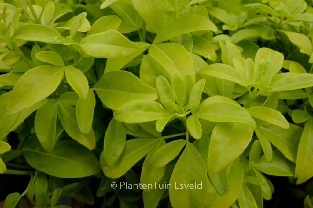 Choisya ternata ‚Lich‘ (SUNDANCE)