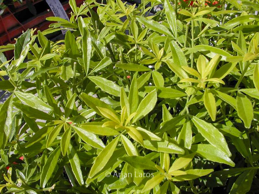 Choisya ternata ‚Limo‘ (GOLD FINGERS)