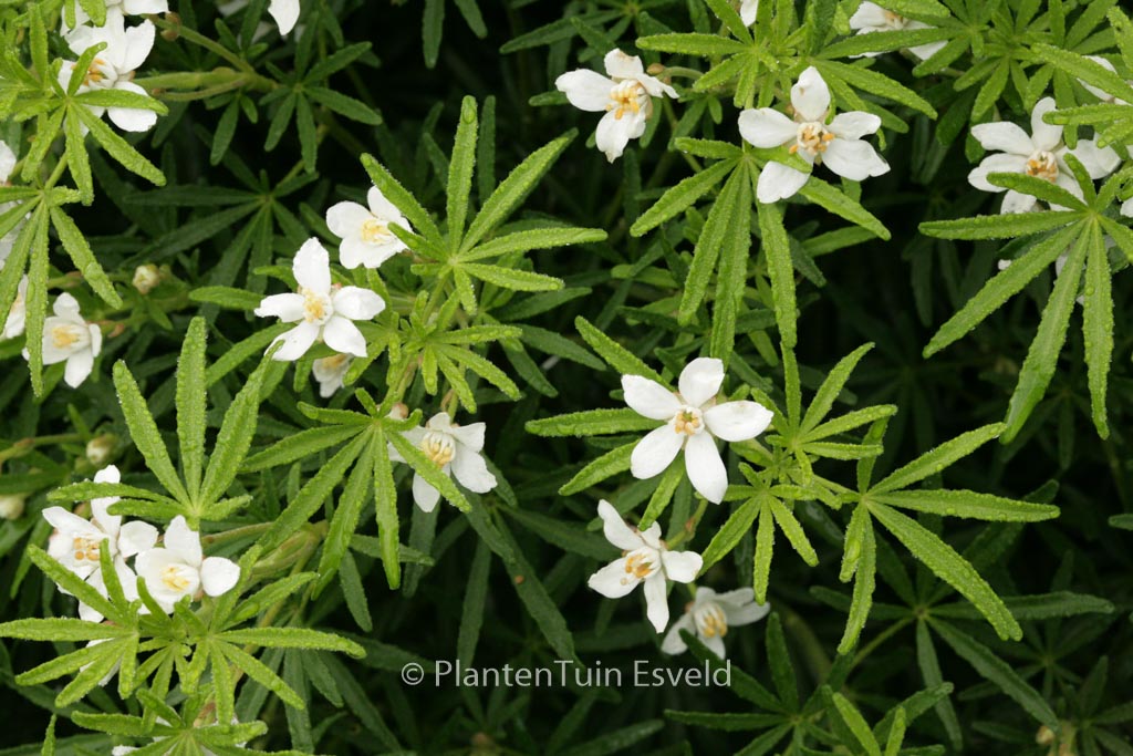 Choisya ternata ‚Londaz‘ (WHITE DAZZLER)