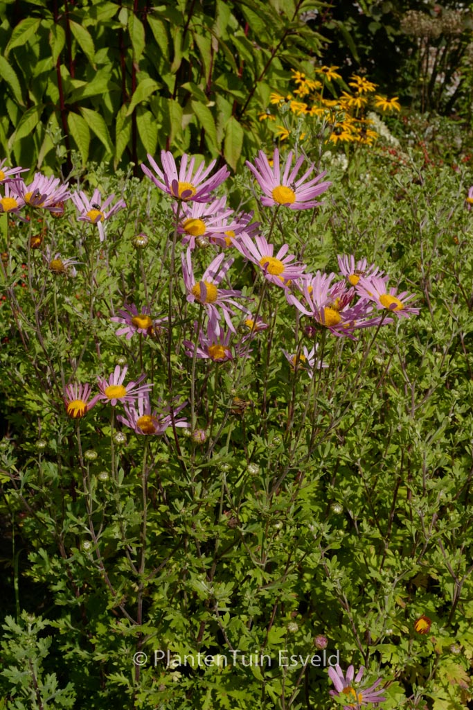 Chrysanthemum ‚Clara Curtis‘