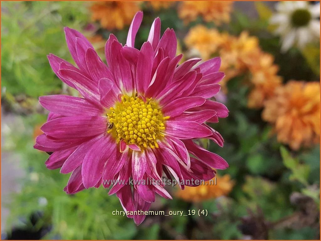Chrysanthemum ‚Oury‘
