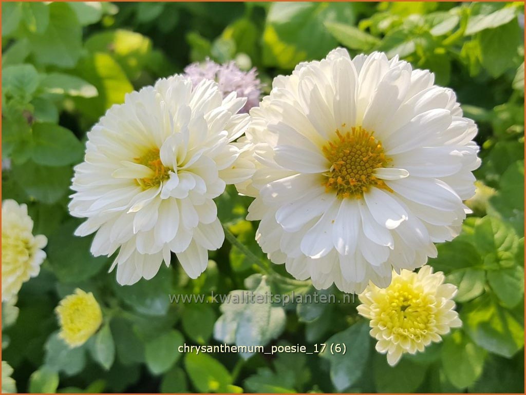 Chrysanthemum ‚Poesie‘
