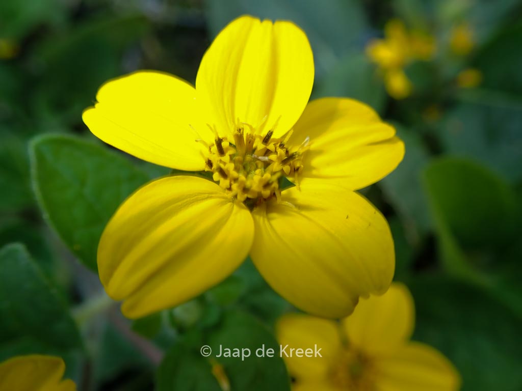 Chrysogonum virginianum ‚Andre Viette‘