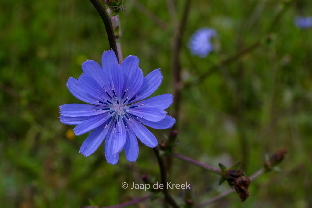 Cichorium intybus
