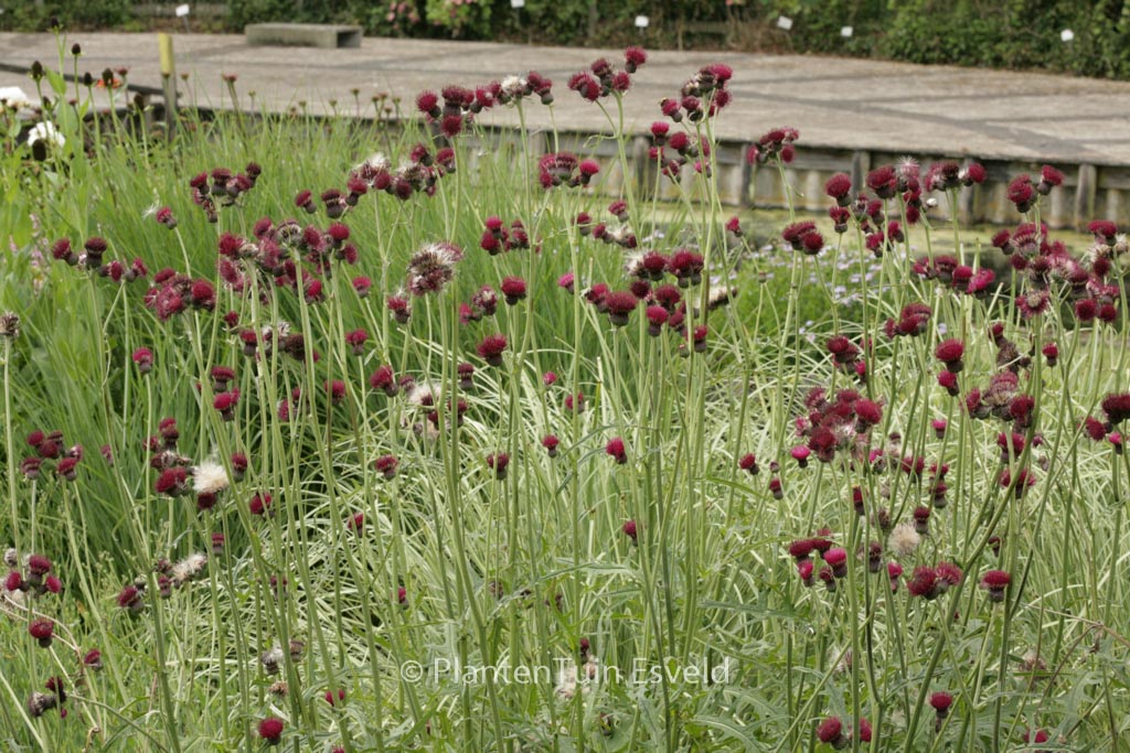 Cirsium rivulare ‚Atropurpureum‘