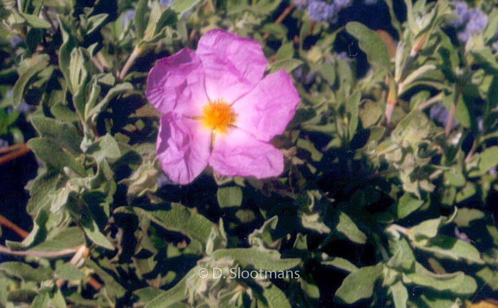 Cistus ‚Silver Pink‘