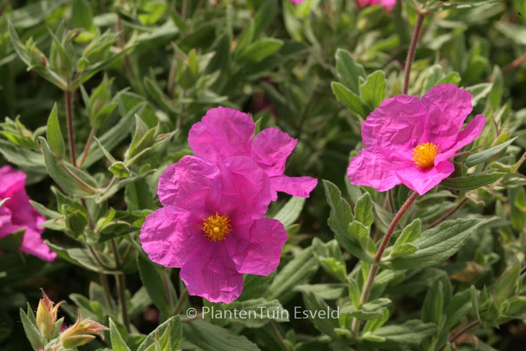 Cistus pulverulentus ‚Sunset‘