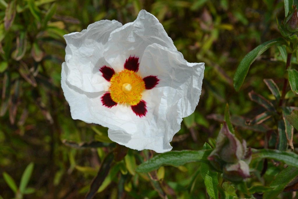 Cistus purpureus ‚Alan Fradd‘