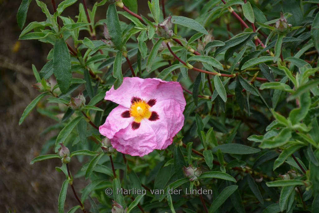 Cistus purpureus