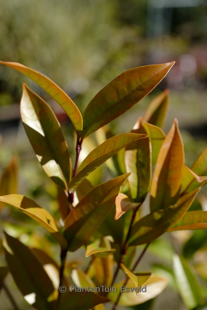 Citharexylum ligustrinum