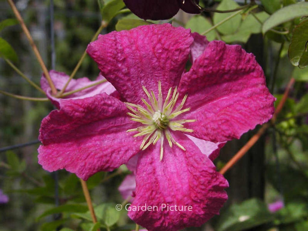 Clematis ‚Abundance‘
