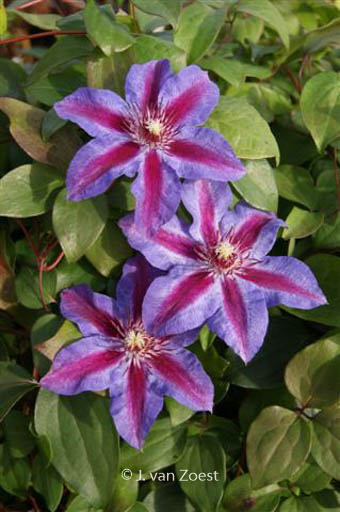 Clematis ‚Akaishi‘