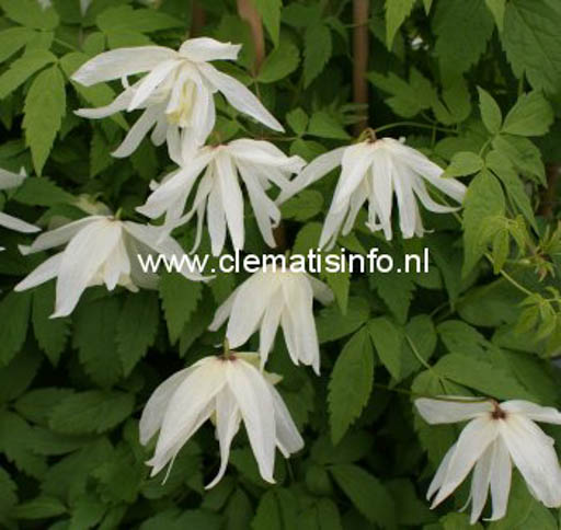 Clematis ‚Albina Plena‘