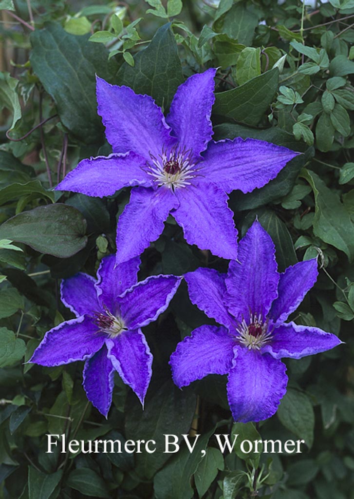 Clematis ‚Alice Fisk‘