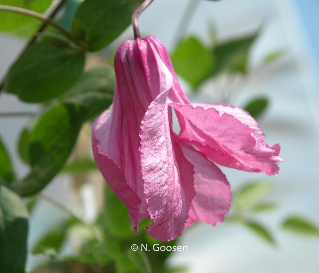 Clematis ‚Aljonushka‘