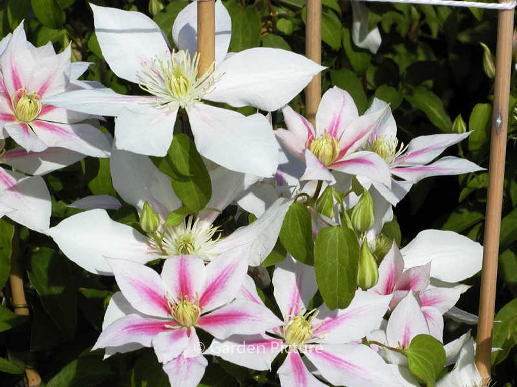 Clematis ‚Andromeda‘