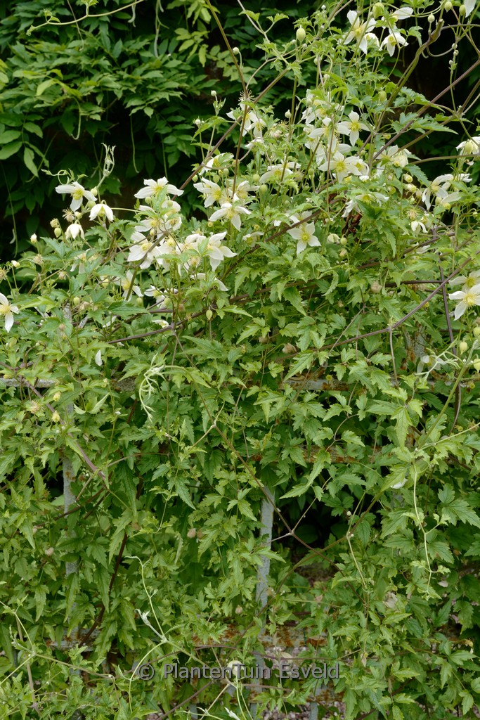 Clematis ‚Anita‘