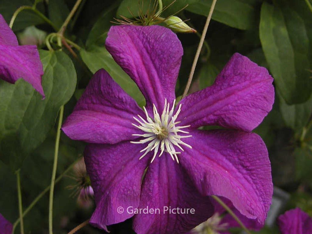 Clematis ‚Aotearoa‘