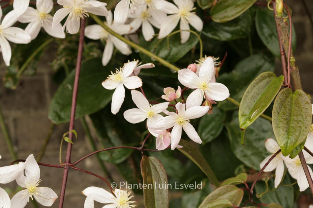 Clematis ‚Apple Blossom‘