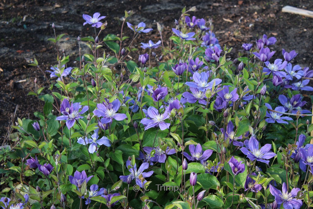 Clematis ‚Arabella‘