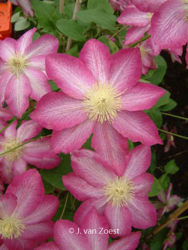 Clematis ‚Asao‘