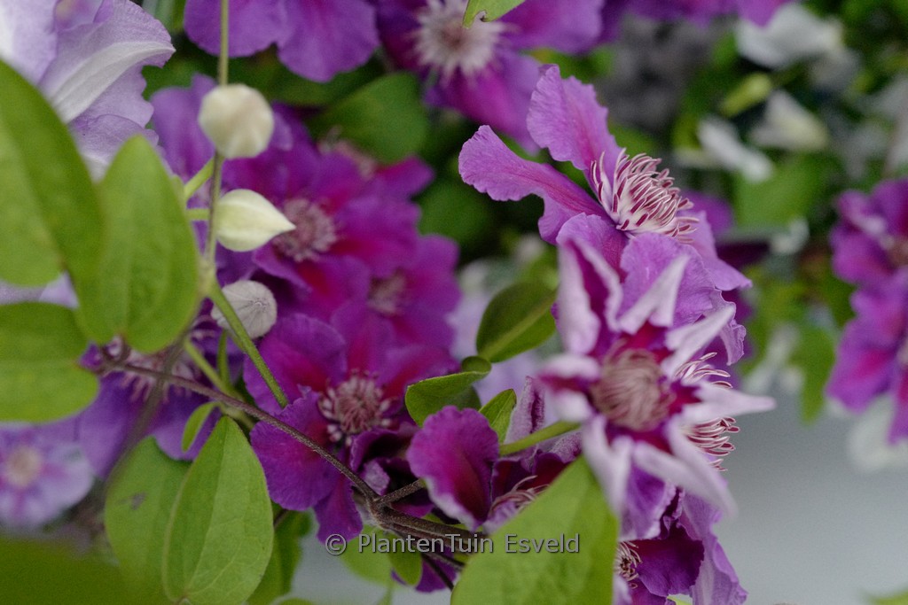 Clematis ‚Ashva‘