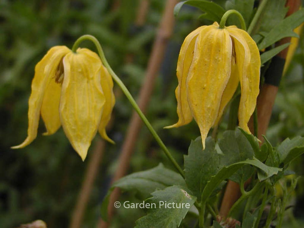 Clematis ‚Aureolin‘
