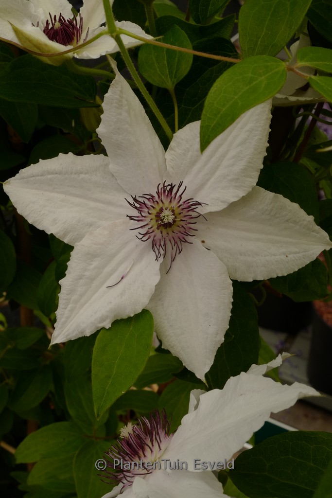 Clematis ‚BFCCSPA‘ (SPARKLER)