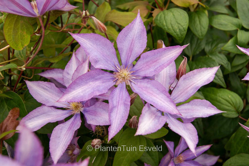Clematis ‚Bagatelle‘
