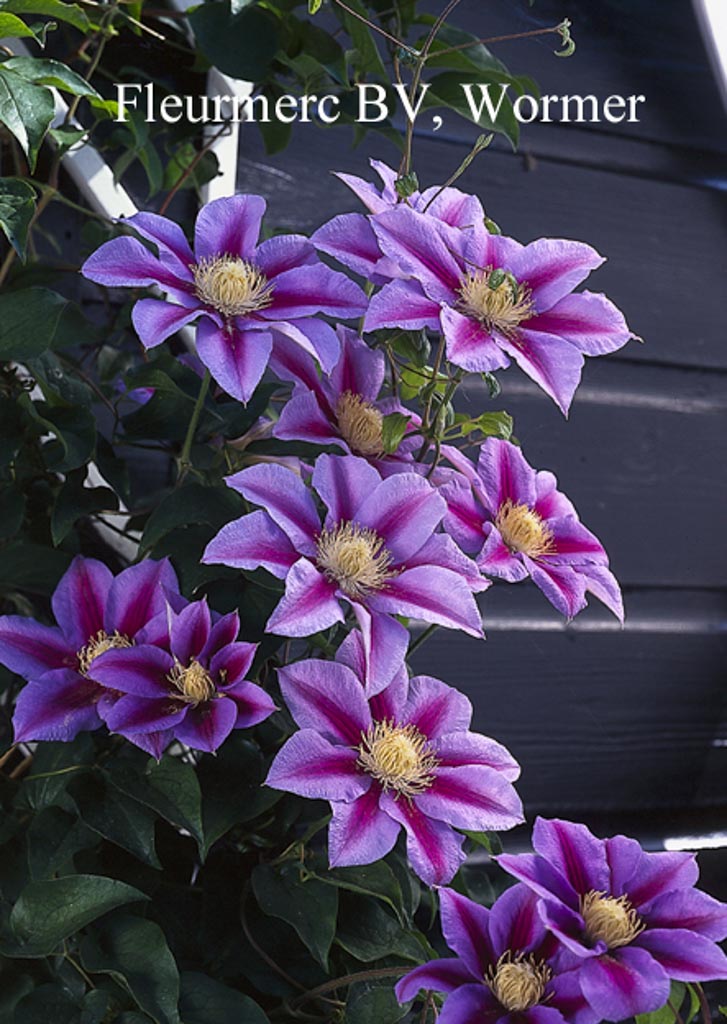 Clematis ‚Barbara Jackman‘