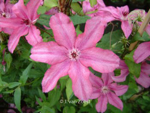 Clematis ‚Barbara‘