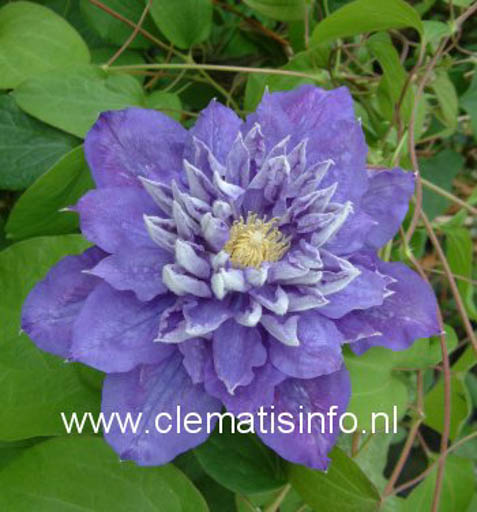 Clematis ‚Beauty of Worcester‘