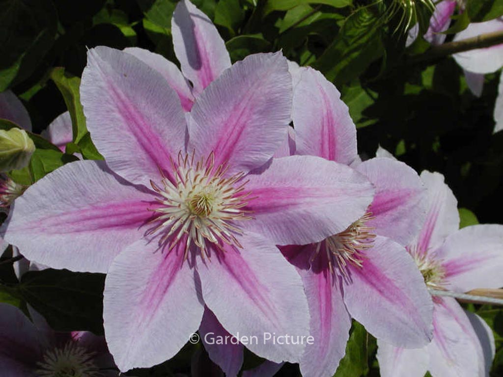 Clematis ‚Bees Jubilee‘