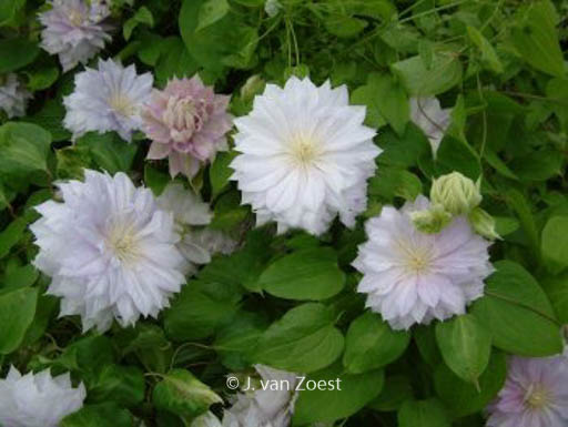 Clematis ‚Belle of Woking‘