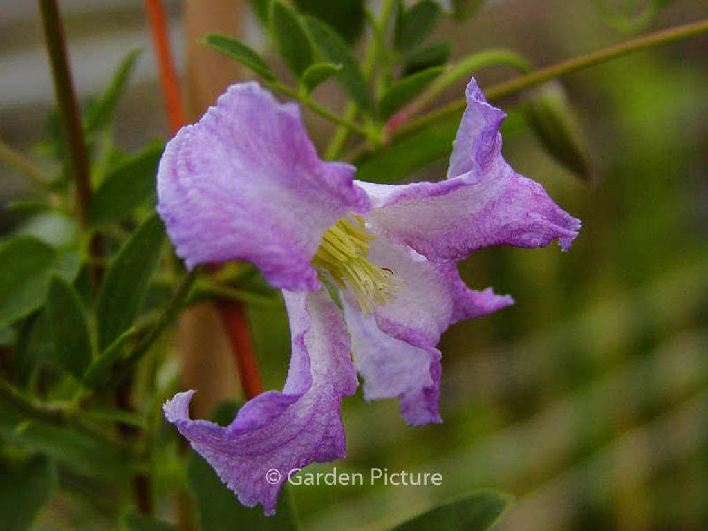 Clematis ‚Betty Corning‘