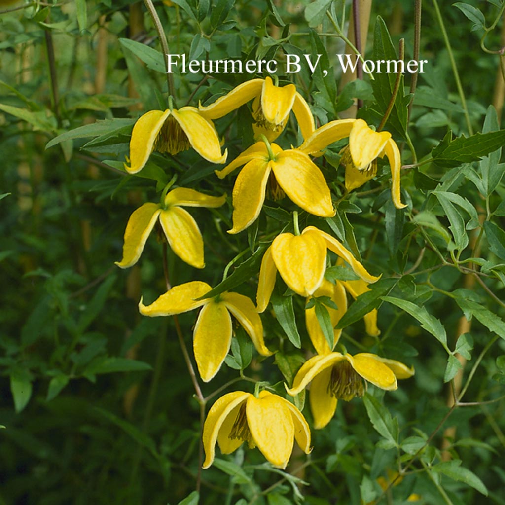 Clematis ‚Bill MacKenzie‘