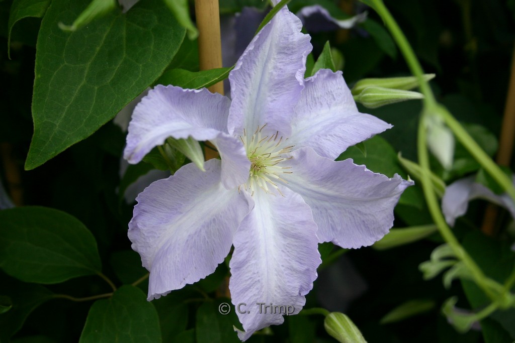 Clematis ‚Blekitny Aniol‘ (BLUE ANGEL)