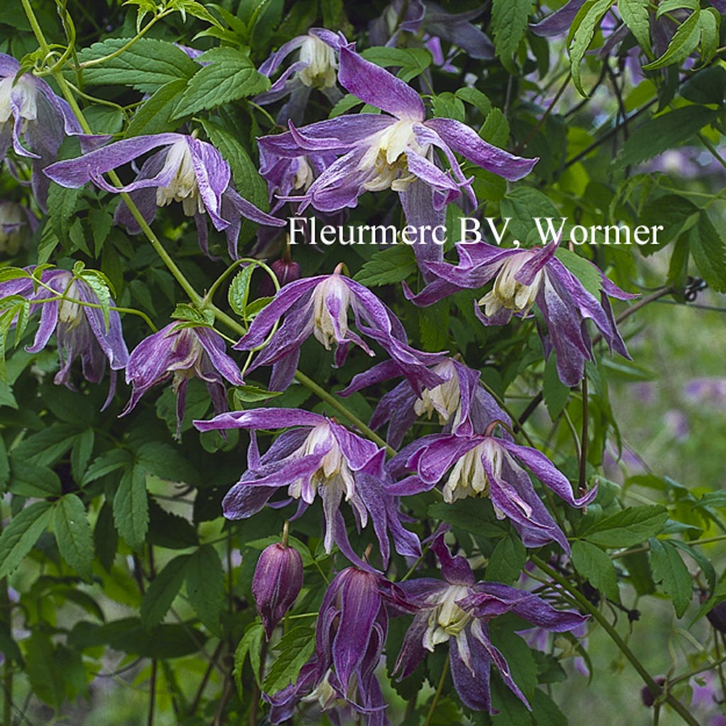 Clematis ‚Blue Bird‘